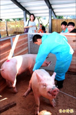 參加畜產保健職種的選手換上防疫，利用大會提供的工具，迅速選定豬隻進行「保定」後體測。（記者黃美珠攝）